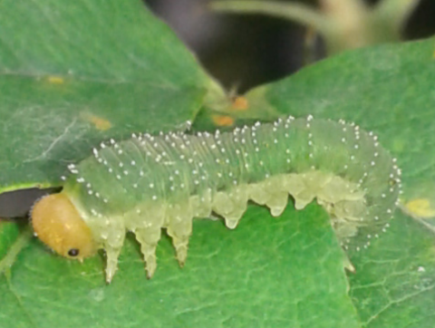 Tenthredinidae : larve di Allantus cinctus?